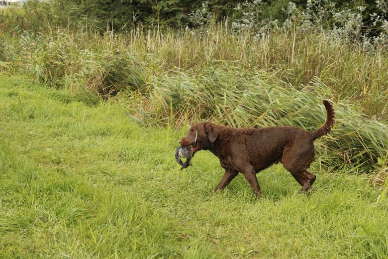 Resilient Chesapeake Bay Retriever mix