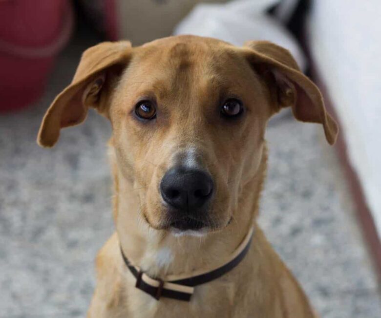 Rhodesian ridgeback cross shop golden retriever