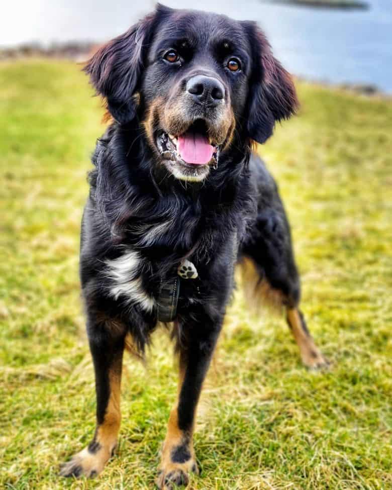 Meet Scottie, the Rottweiler & Golden Retriever mix