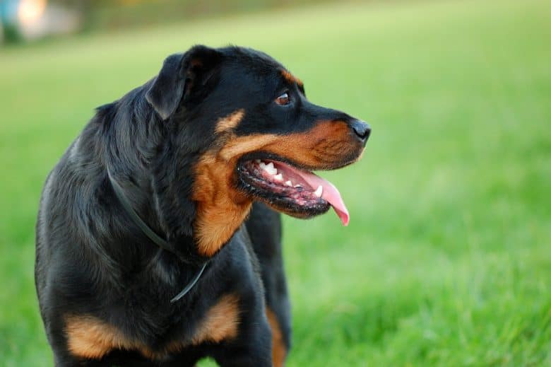 Portrait of a Rottweiler dog