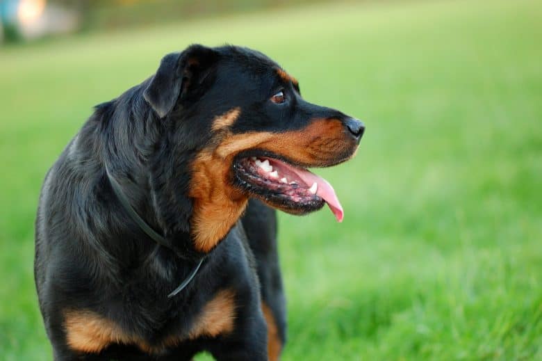 A Rottweiler on the park