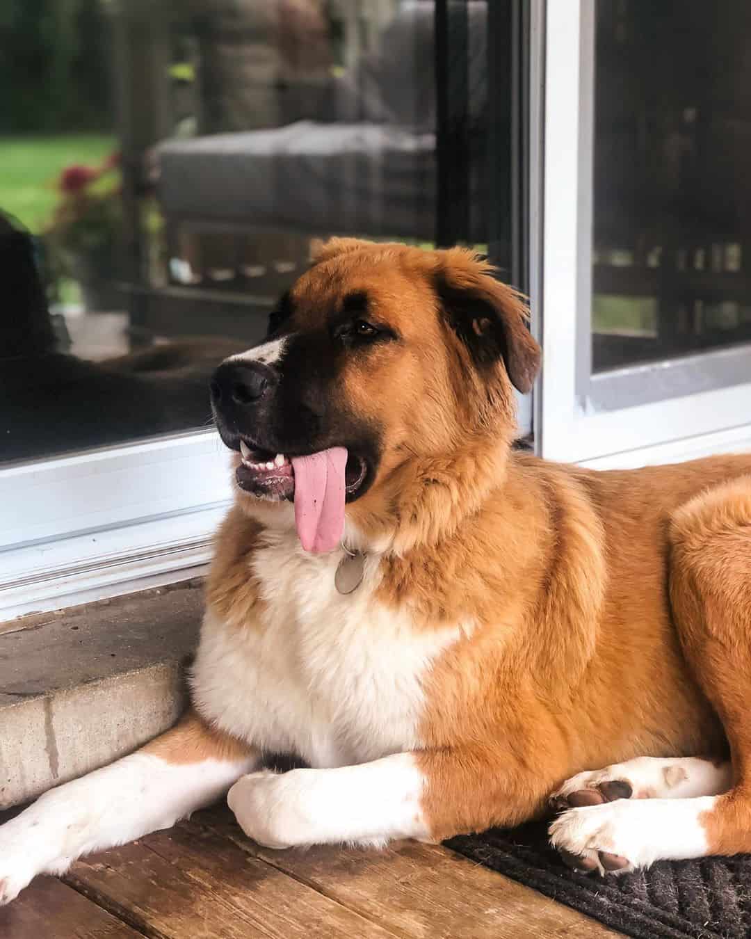 Get to know 57 of the best Golden Retriever mixes K9 