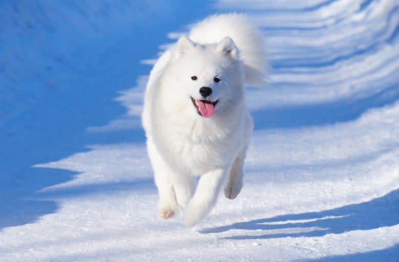 A running white Samoyed on snow