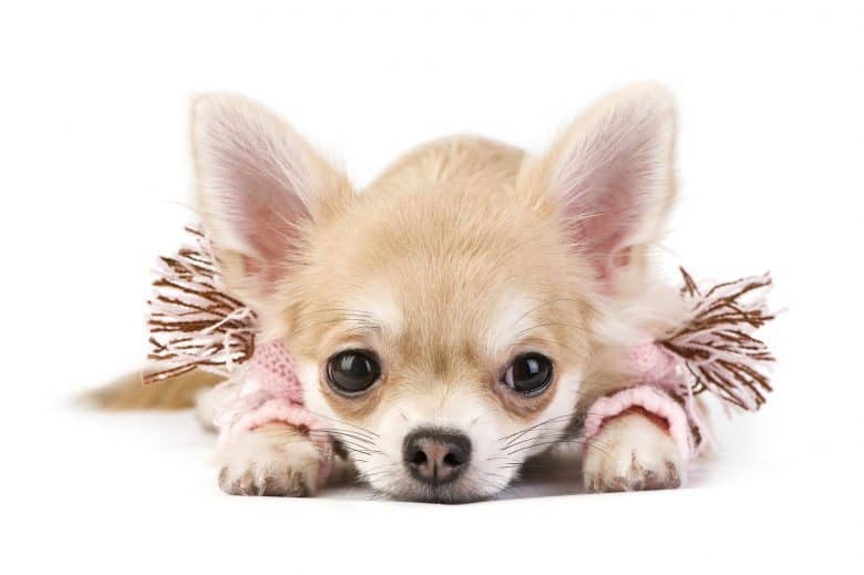 Meet the Chihuahua
