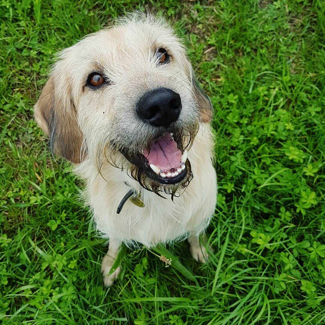 Get to know 57 of the best Golden Retriever mixes K9 