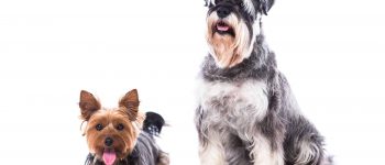 Meet the Yorkshire Terrier and Schnauzer mix