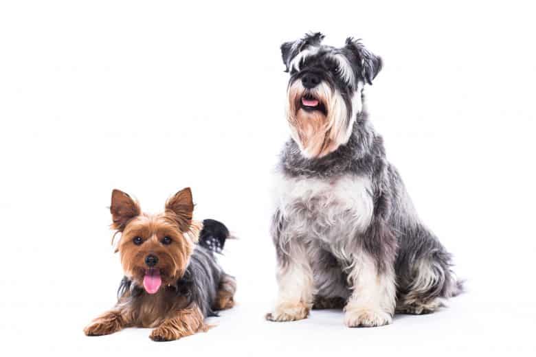 Get to know the Yorkshire Terrier and Schnauzer mix