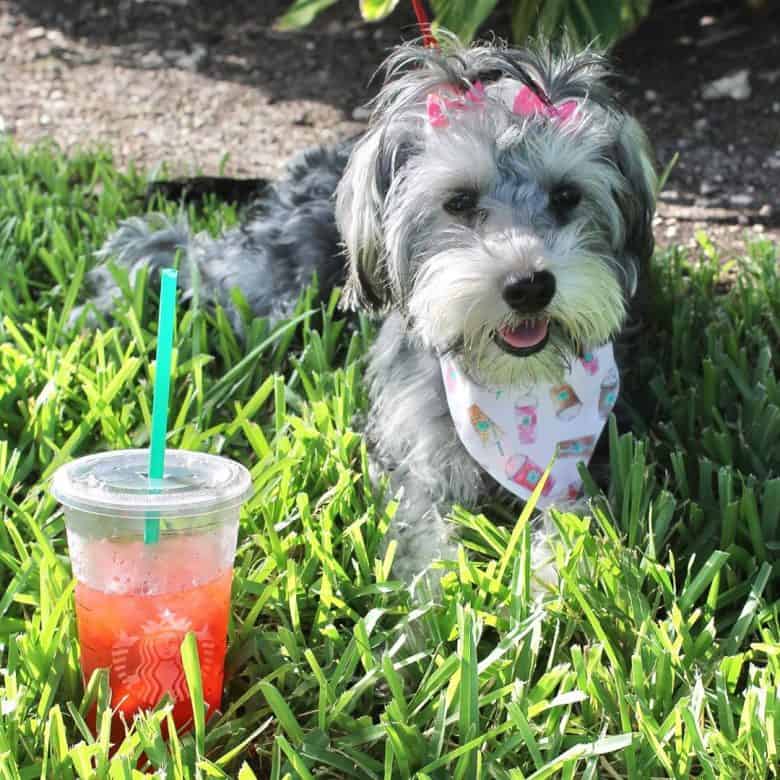 Meet Bella, the Schnauzer Yorkshire terrier mix