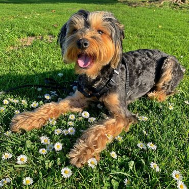 Meet Cookie, the Schnauzer Yorkshire Terrier mix