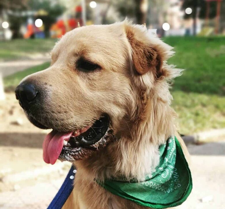 Meet Iker, the Shar Pei & Golden Retriever mix