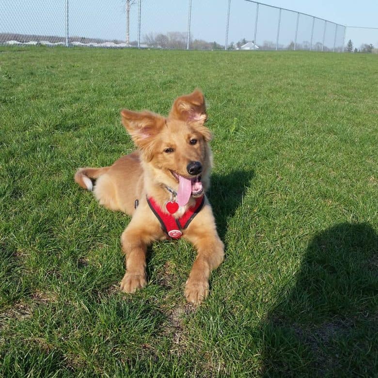 sheltie golden retriever mix puppies