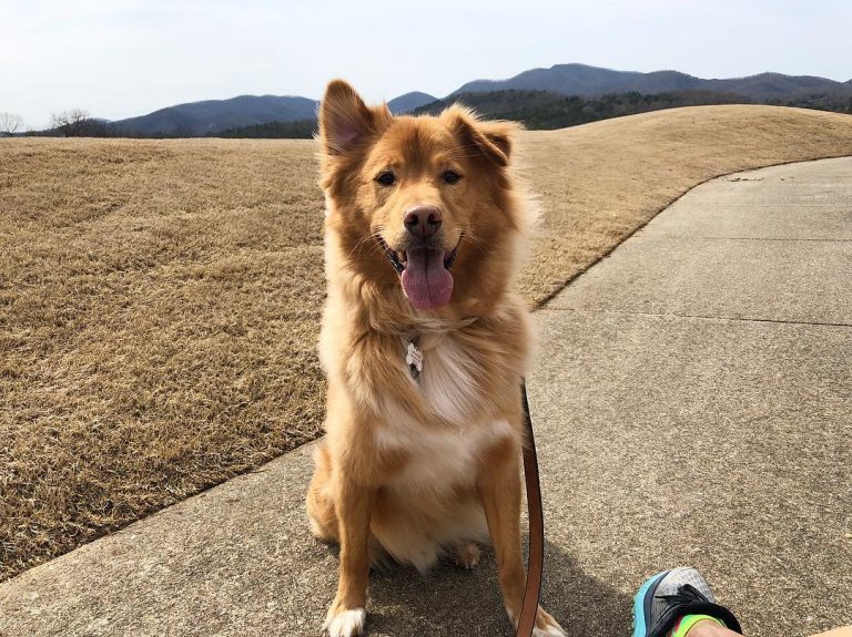 Get to know 57 of the best Golden Retriever mixes K9 