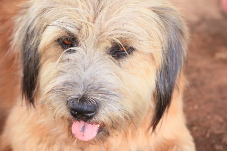 Meet the Shih Tzu & Golden Retriever mix 