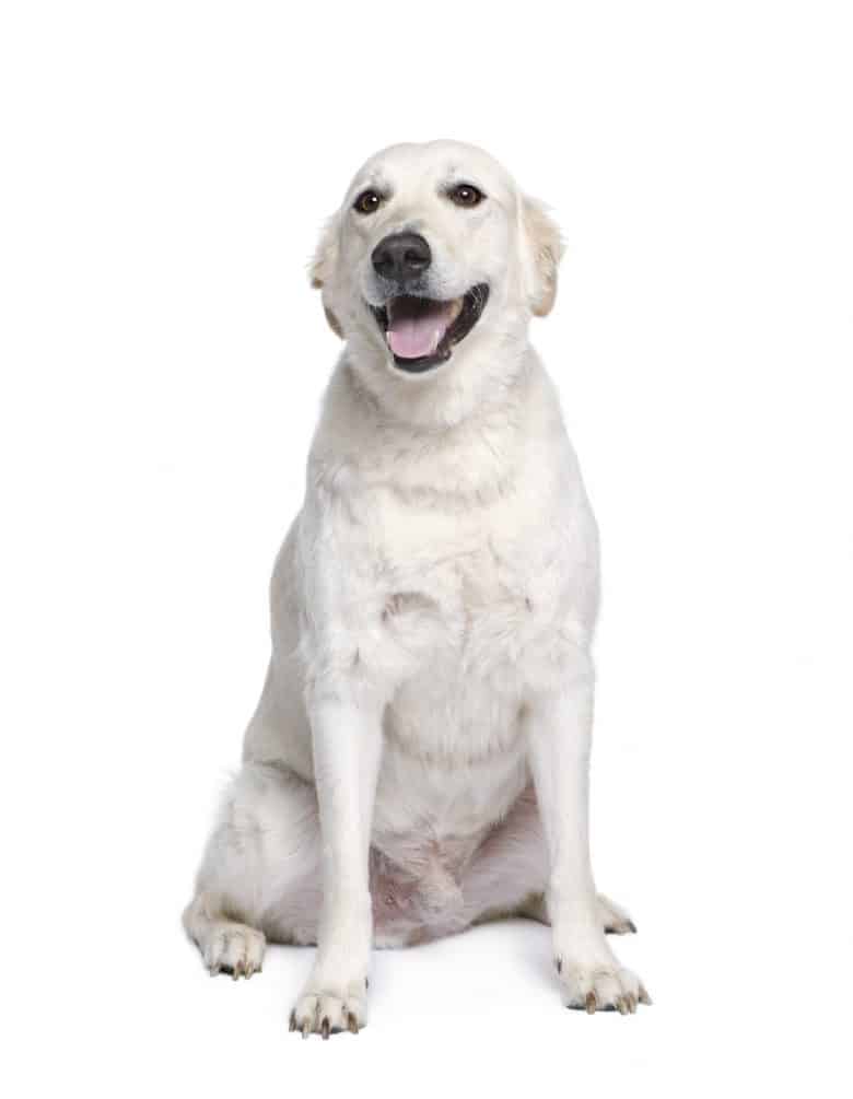 Meet the Siberian Husky & Golden Retriever mix