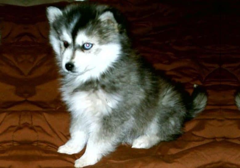 Miniature Husky puppy sitting