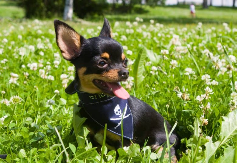 a Chihuahua wearing a black skull scarf 