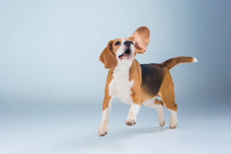 Beagle dog howling