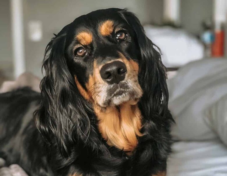 Meet Layla, the Springer Spaniel & Golden Retriever mix
