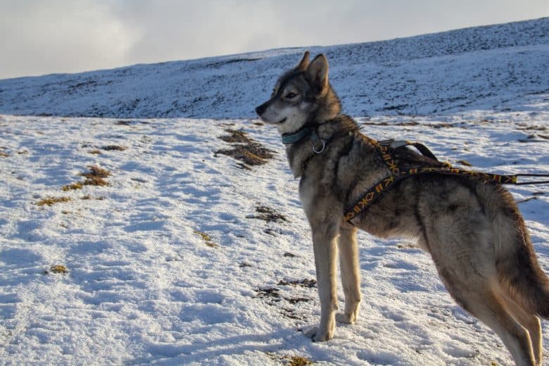 Meet the Tamaskan Wolfdog