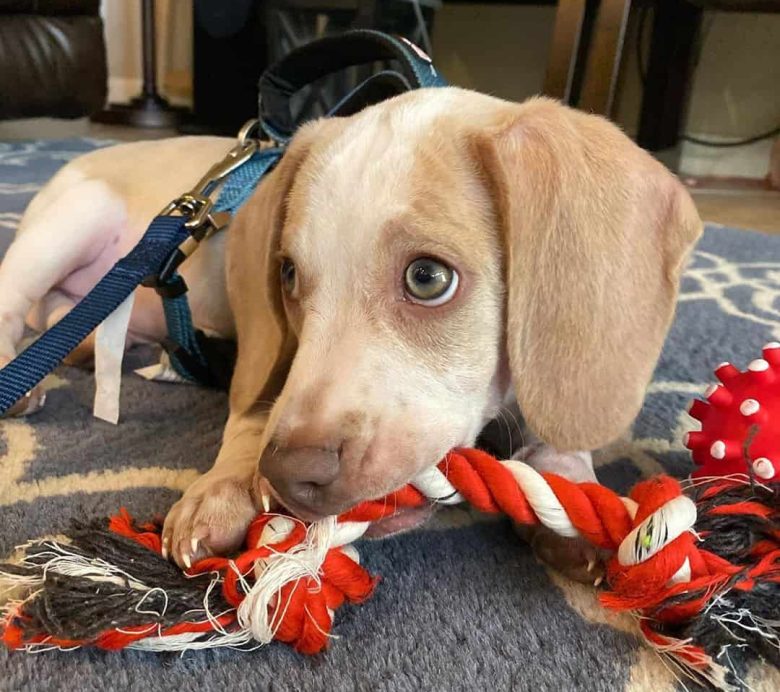 Meet Biscuit, the Teacup Beagle