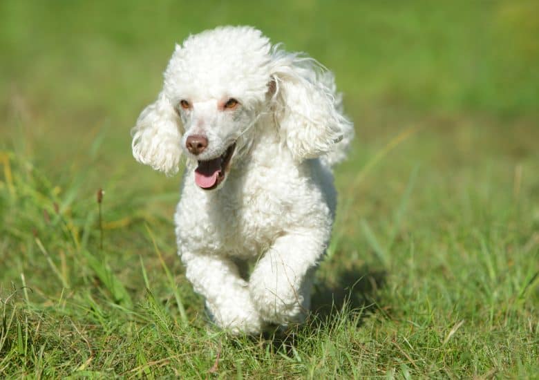 White Poodle