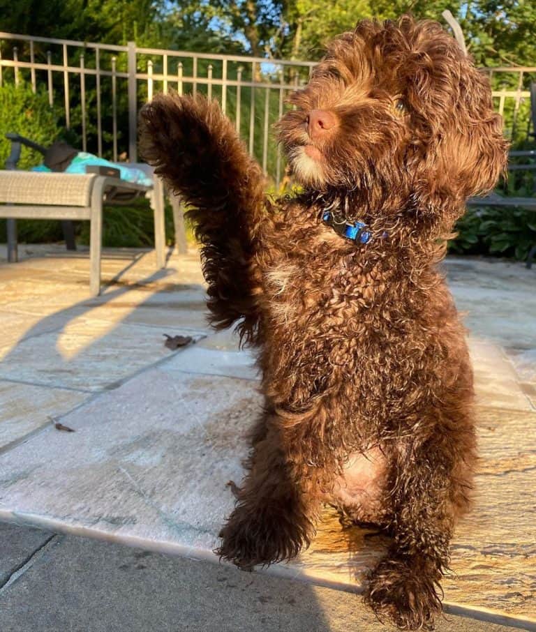 Mini Aussiedoodle Guide to Owning a Mini Aussiepoo K9 