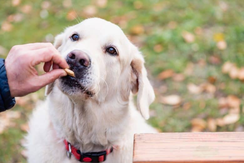 Best dog treats for Golden Retrievers