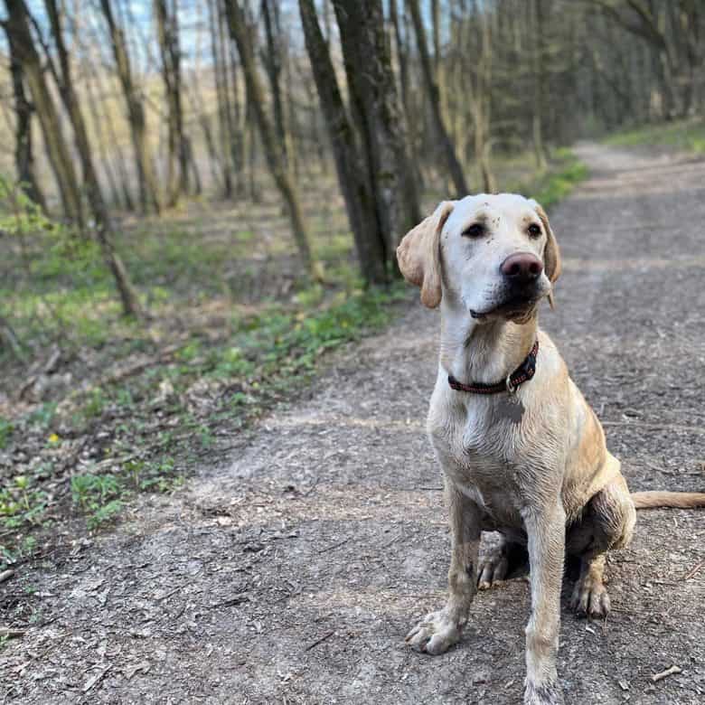 Meet Mango, the Vizsla & Golden Retriever mix