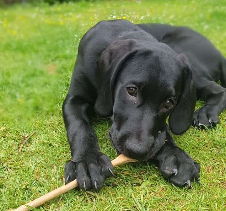 Meet the Weimaraner & Golden Retriever mix