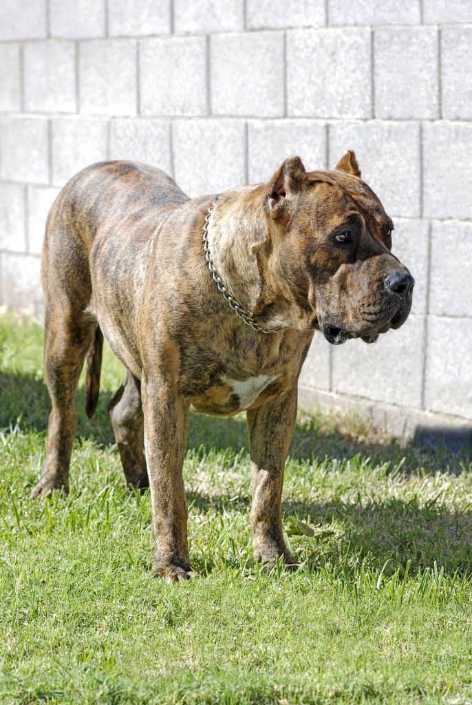 The robust and well-proportioned Canary Mastiff