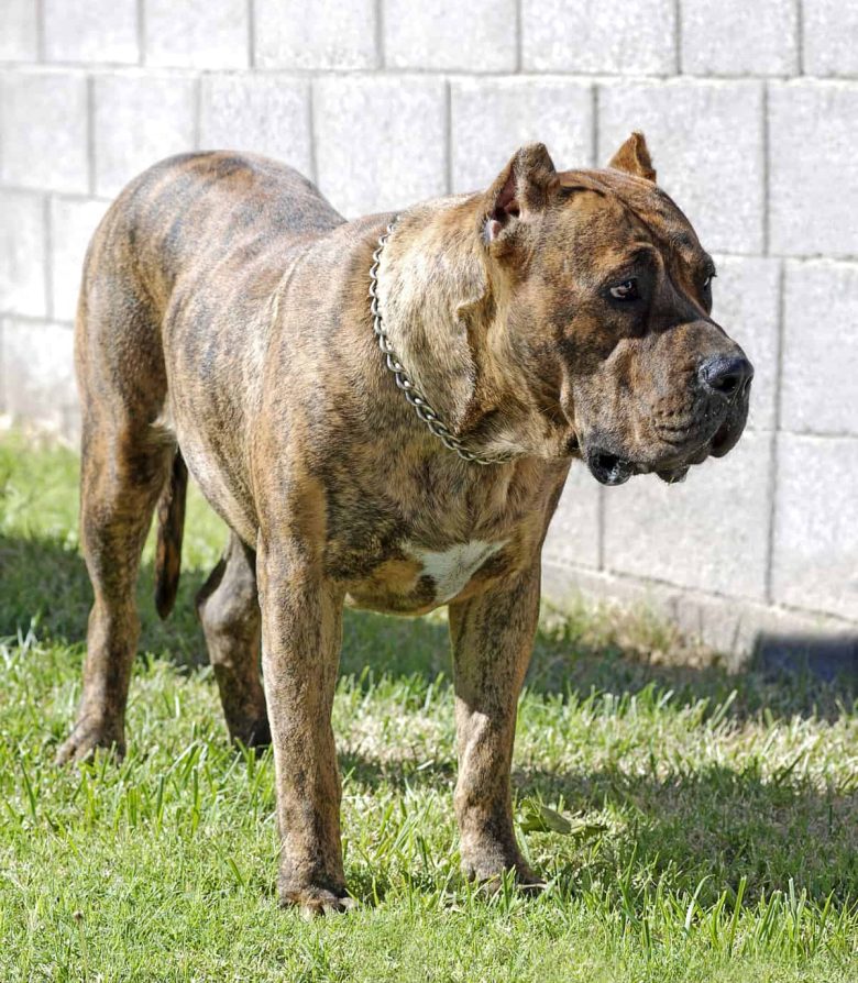 The robust and well-proportioned Canary Mastiff