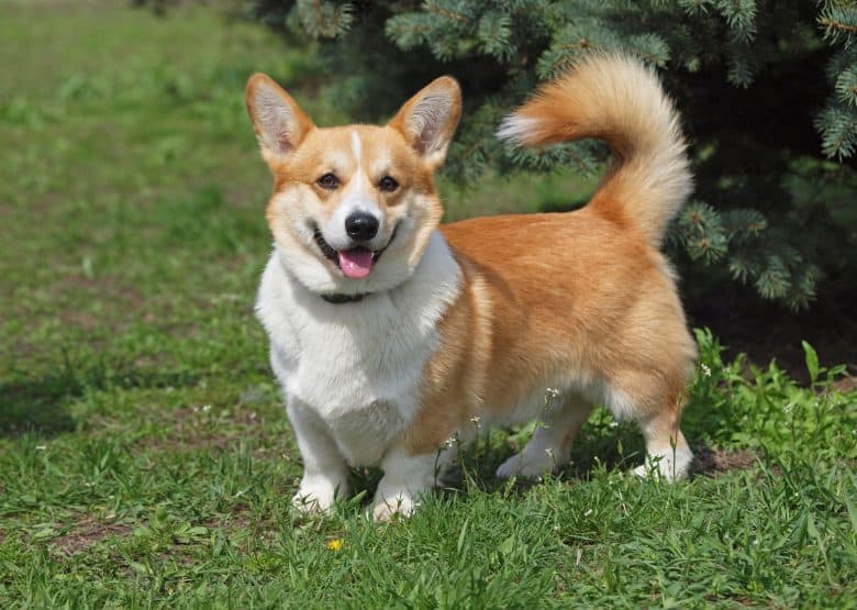 Meet the Welsh Corgi