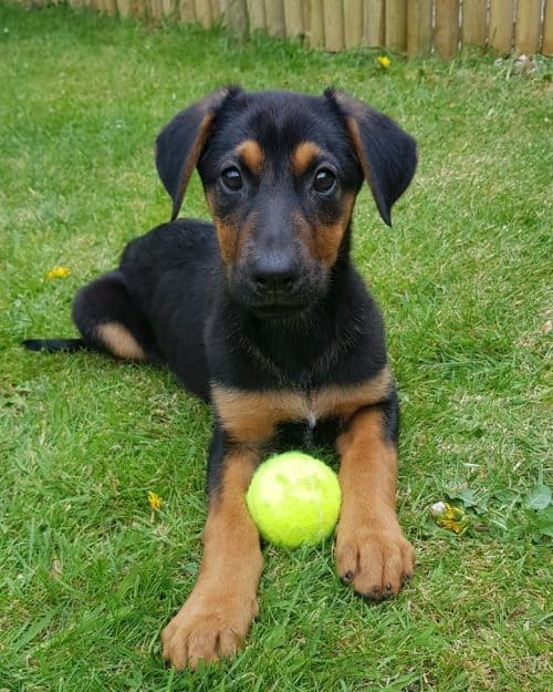 Is the German Shepherd Doberman mix the dog for you? K9 