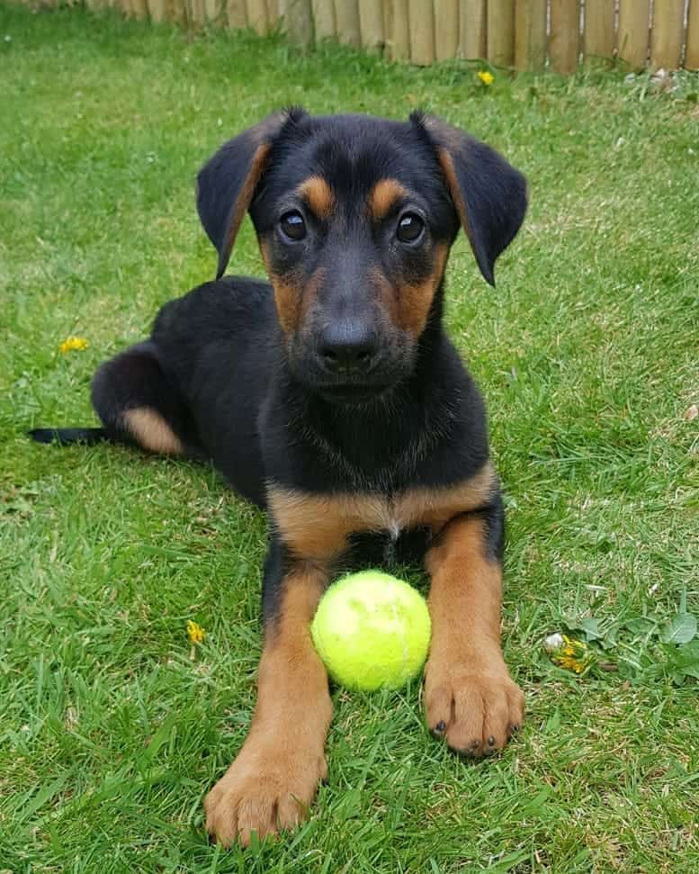 Cachorro de pastor alemán doberman