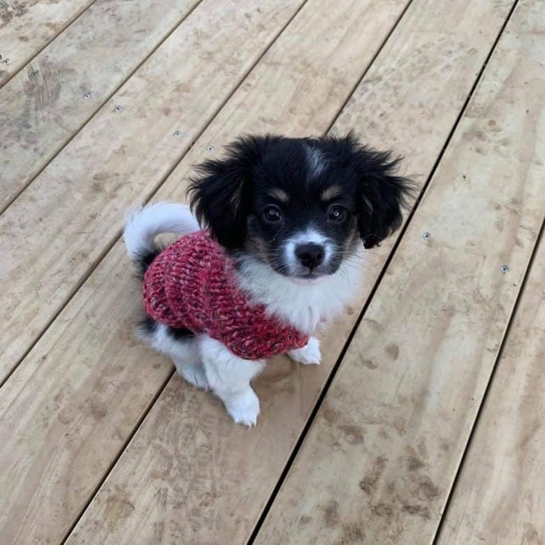 Meet Nellie, the Papillon Chihuahua mix