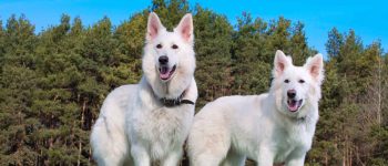 Meet the White Swiss Shepherd dog