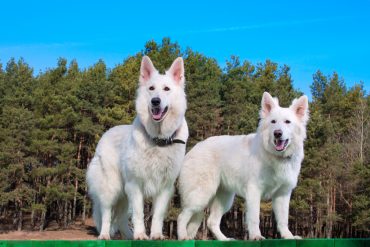 Meet the White Swiss Shepherd dog