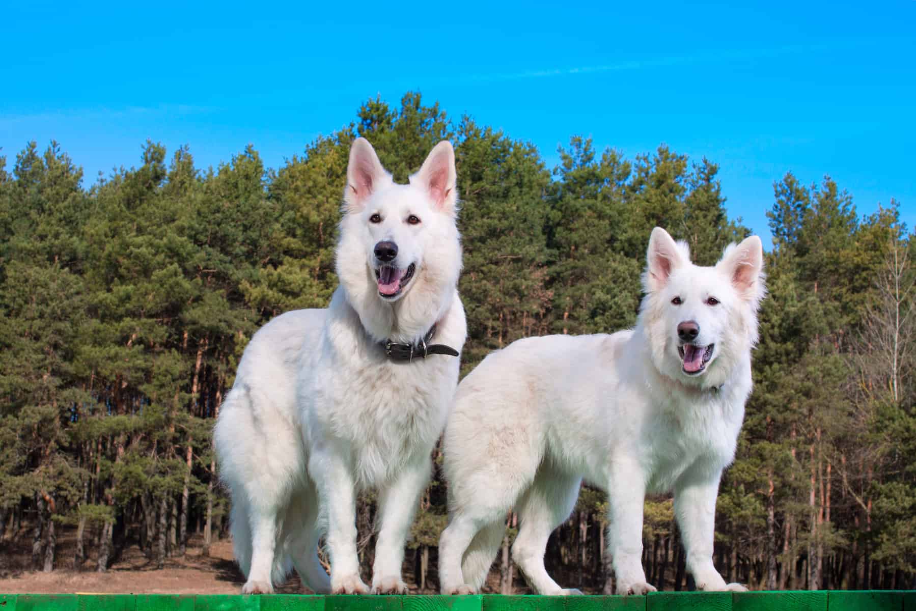 The Beautiful White Swiss Shepherd Dog In The Spotlight K9 Web