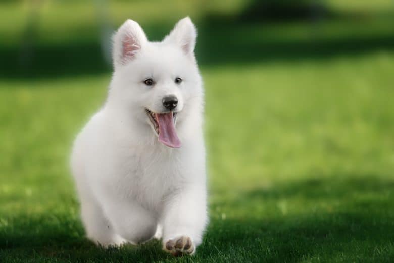 Meet the White Swiss Shepherd puppy