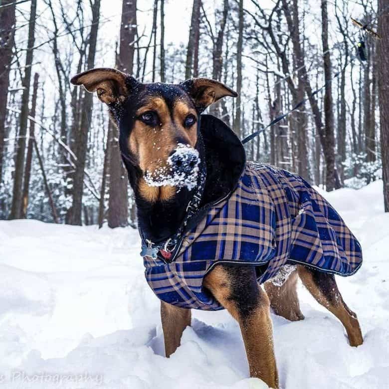 Pastor Doberman