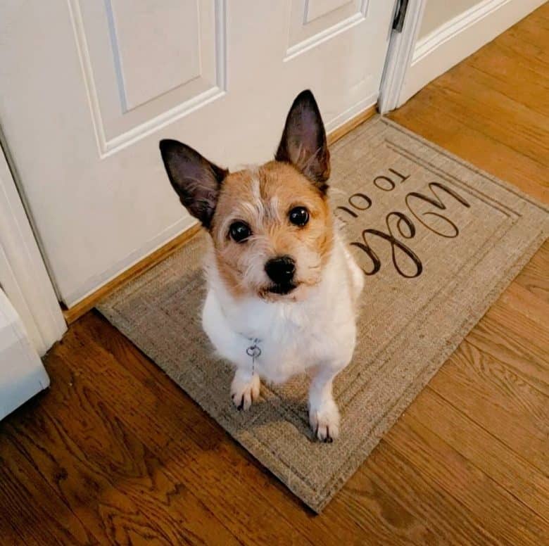 Why get a Jack Chi dog?