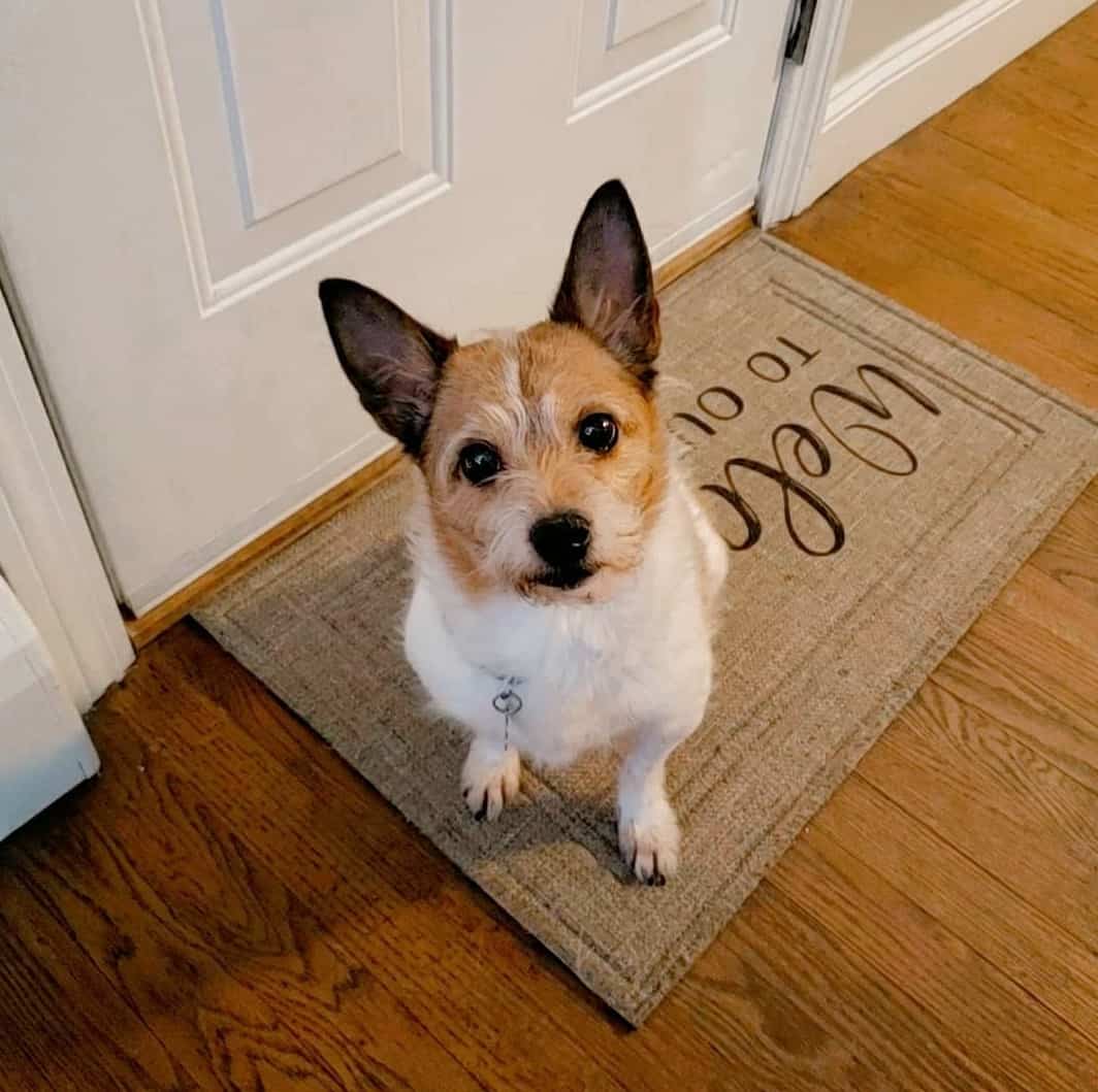 Everything You Need to Know Before Getting a Jack Chi dog K9 Web