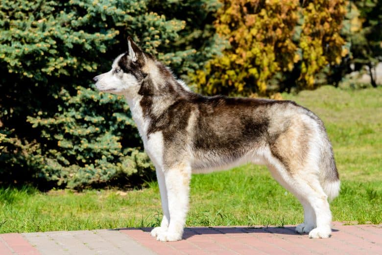 Meet the Yakutian Laika