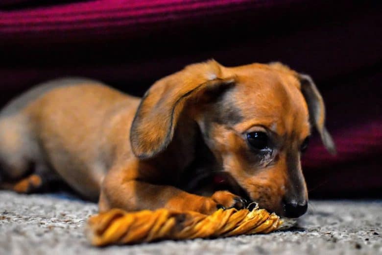 yorkie and dachshund mix for sale