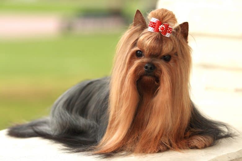 A Yorkshire Terrier with long hair and a cute bow