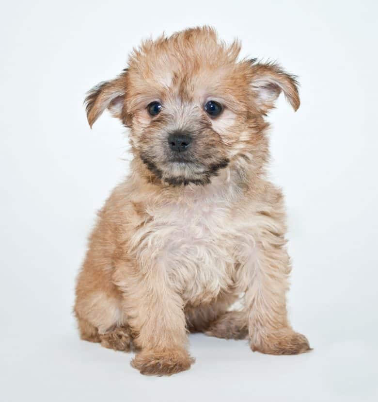 Sweet little Yorkie Poo puppy sitting on a white background.