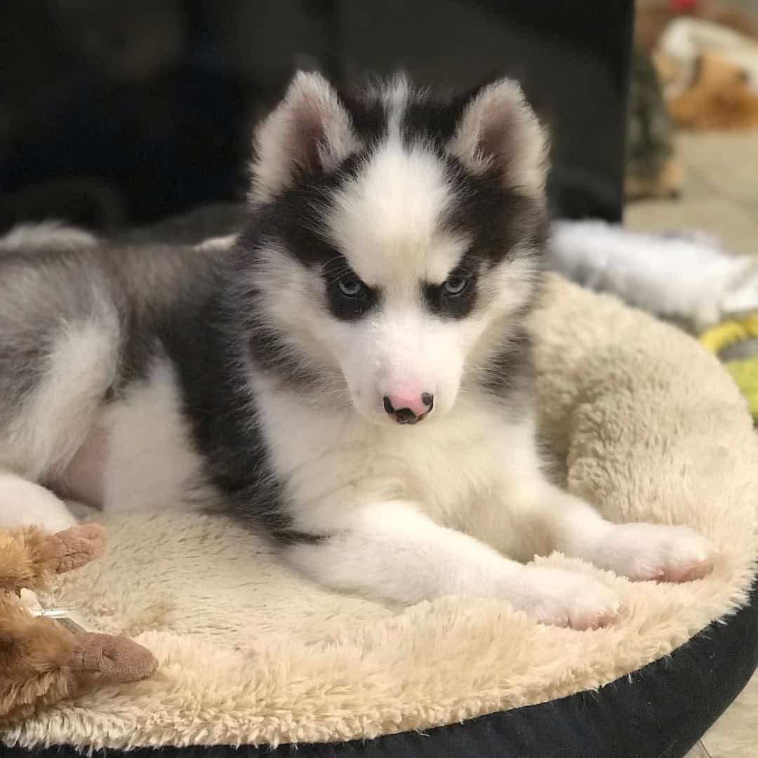 ¿Qué es un Husky miniatura y por qué todo el mundo quiere uno