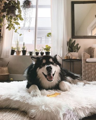 Adorable Alaskan Malamute