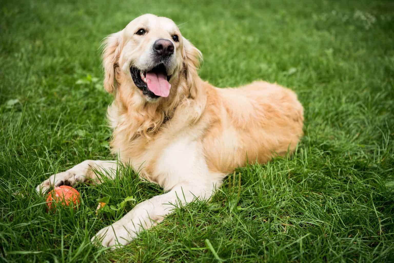 Golden Retriever Colors: The Standard & Rare Golden Coat Colors - K9 Web