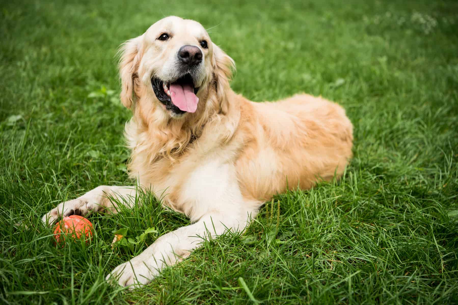 can golden retrievers have white on them